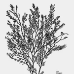 An Elegant Puzzle, Systems of Engineering Management